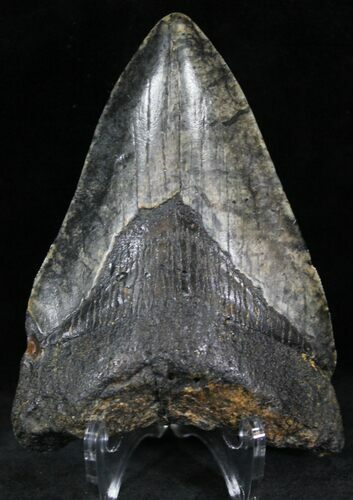 Bargain Megalodon Tooth - North Carolina #22937